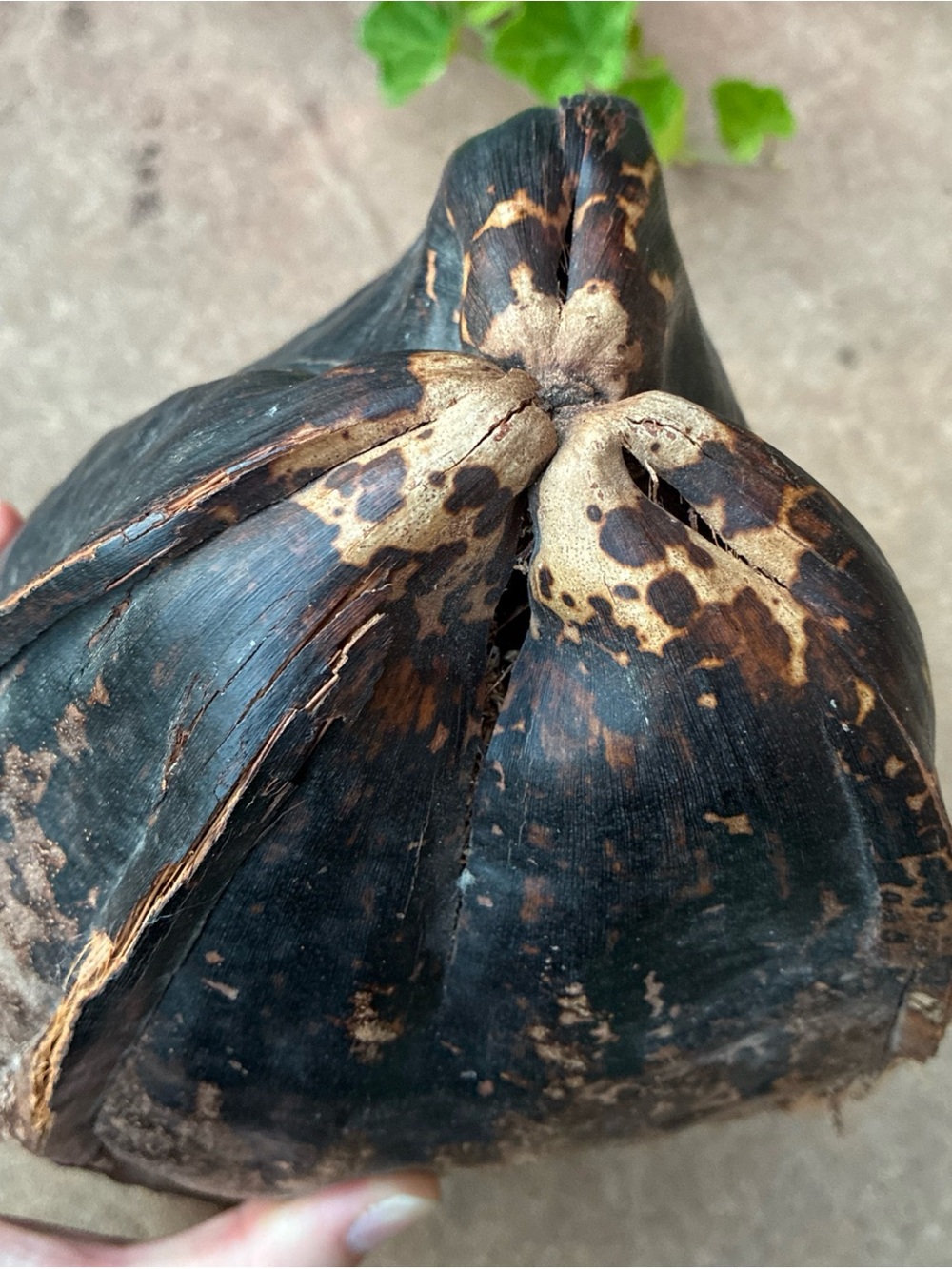 Natural Coconut Shell - Dark Brown/Black Natural Cabinet of Curiosities - Picture 10 of 12